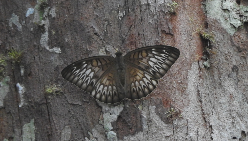 Tanaecia aruna (Tanaecia aruna)