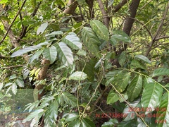 Diospyros maritima, photograph (c) 謝麗霦, some rights reserved (CC BY)