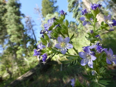 Polemonium foliosissimum