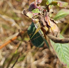 Orchelimum concinnum