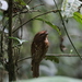 Sumatran Frogmouth - Photo (c) peter maaskant, some rights reserved (CC BY-NC), uploaded by peter maaskant