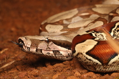 Boa Constrictor photo 1
