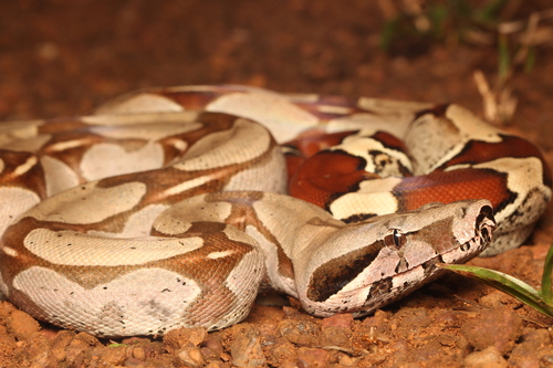 Boa Constrictor, photo 3 of 10