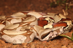 Boa Constrictor photo 2