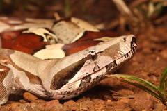 Boa Constrictor photo 3