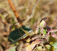 Orchelimum concinnum
