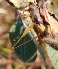 Orchelimum concinnum