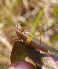 Orchelimum concinnum