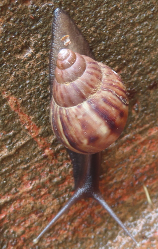 Lissachatina fulica