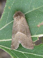 Plagiomimicus spumosum