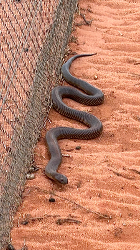Mulga Snake sighting
