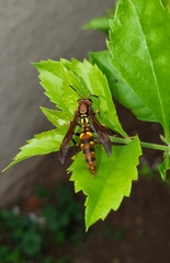 Polistes versicolor