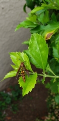 Polistes versicolor