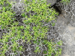 Euphorbia acanthothamnos