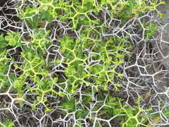 Euphorbia acanthothamnos