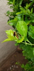 Polistes versicolor