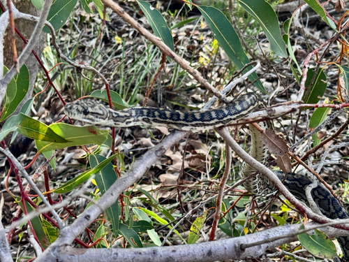 Southwestern Carpet Python sighting