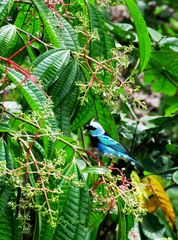 Stilpnia nigrocincta