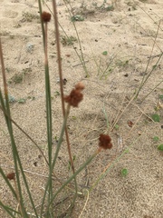 Androtrichum trigynum