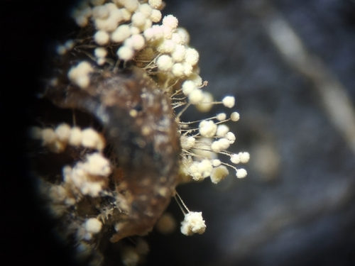 Aspergillus ochraceus