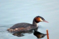 Podiceps cristatus