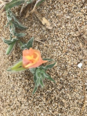 Oenothera mollissima