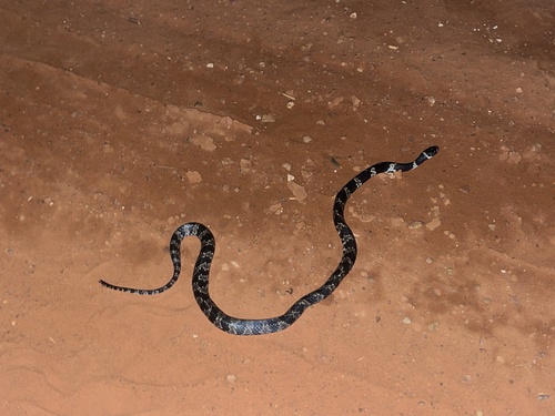 Brazilian Slug-eating Snake