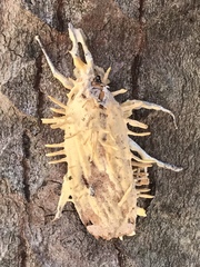 Akanthomyces aculeatus