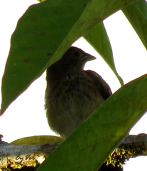 Volatinia jacarina