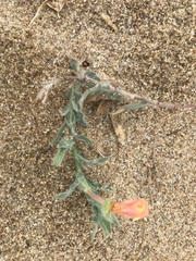 Oenothera mollissima