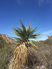 Yucca schottii
