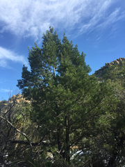 Pinus cembroides bicolor