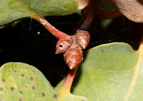 Oak Curved-leaf Gall Wasp