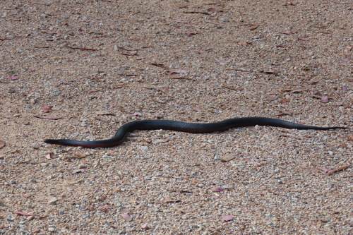 Red-bellied Black Snake sighting