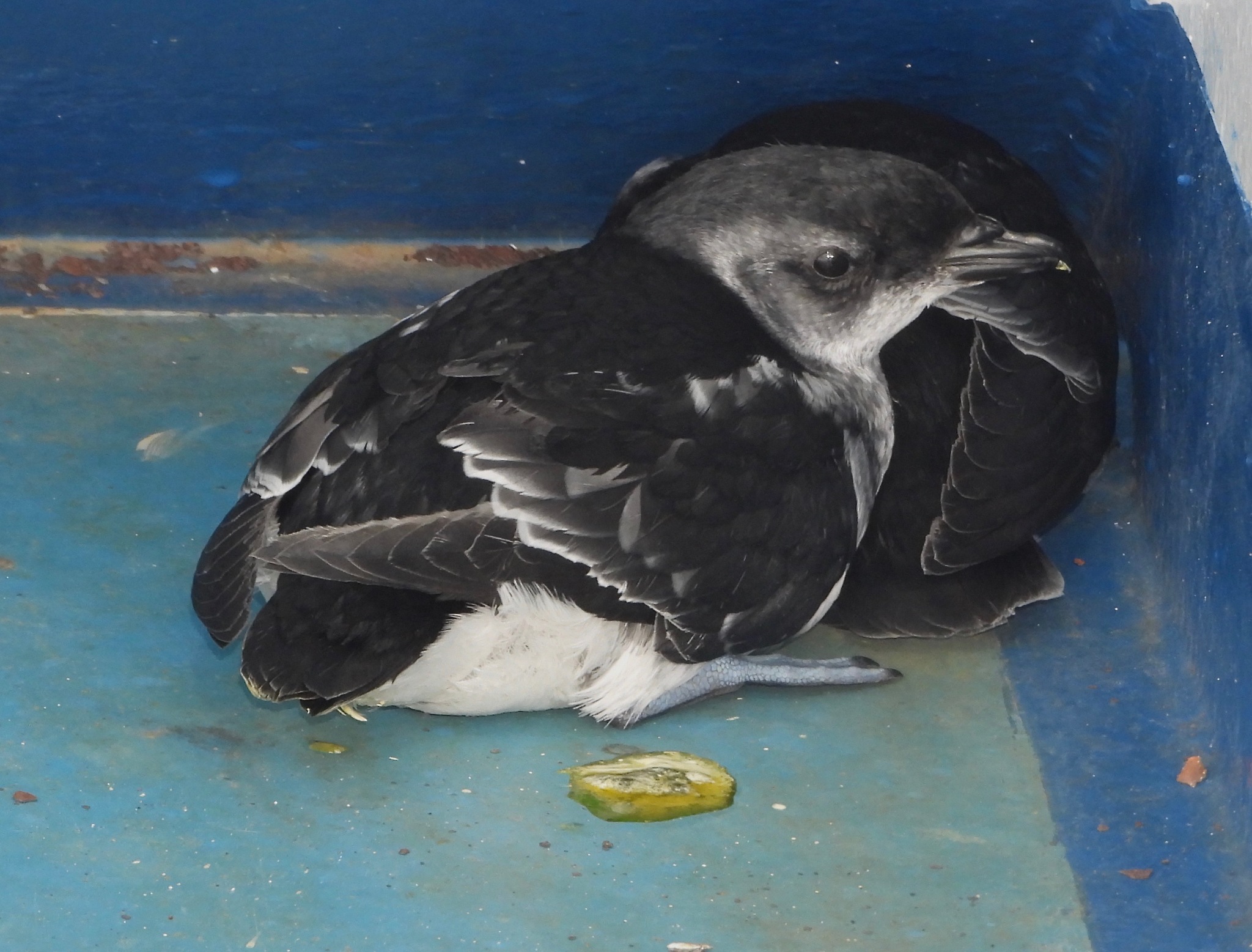 Magellanic Diving-Petrel illustration