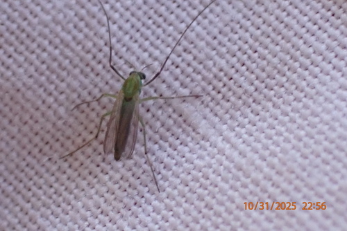 Unknown species found near Rockdale County, GA, USA
