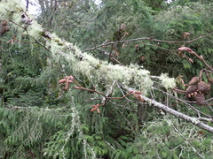 Usnea quasirigida