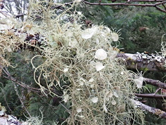 Usnea quasirigida