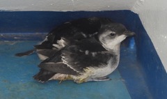 Pelecanoides magellani