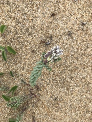 Polygala cyparissias