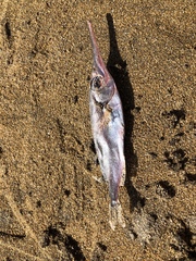 Macroramphosus gracilis