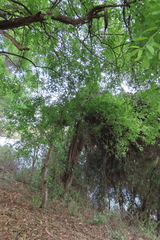 Phyllogeiton discolor, photograph author not stated, no rights reserved