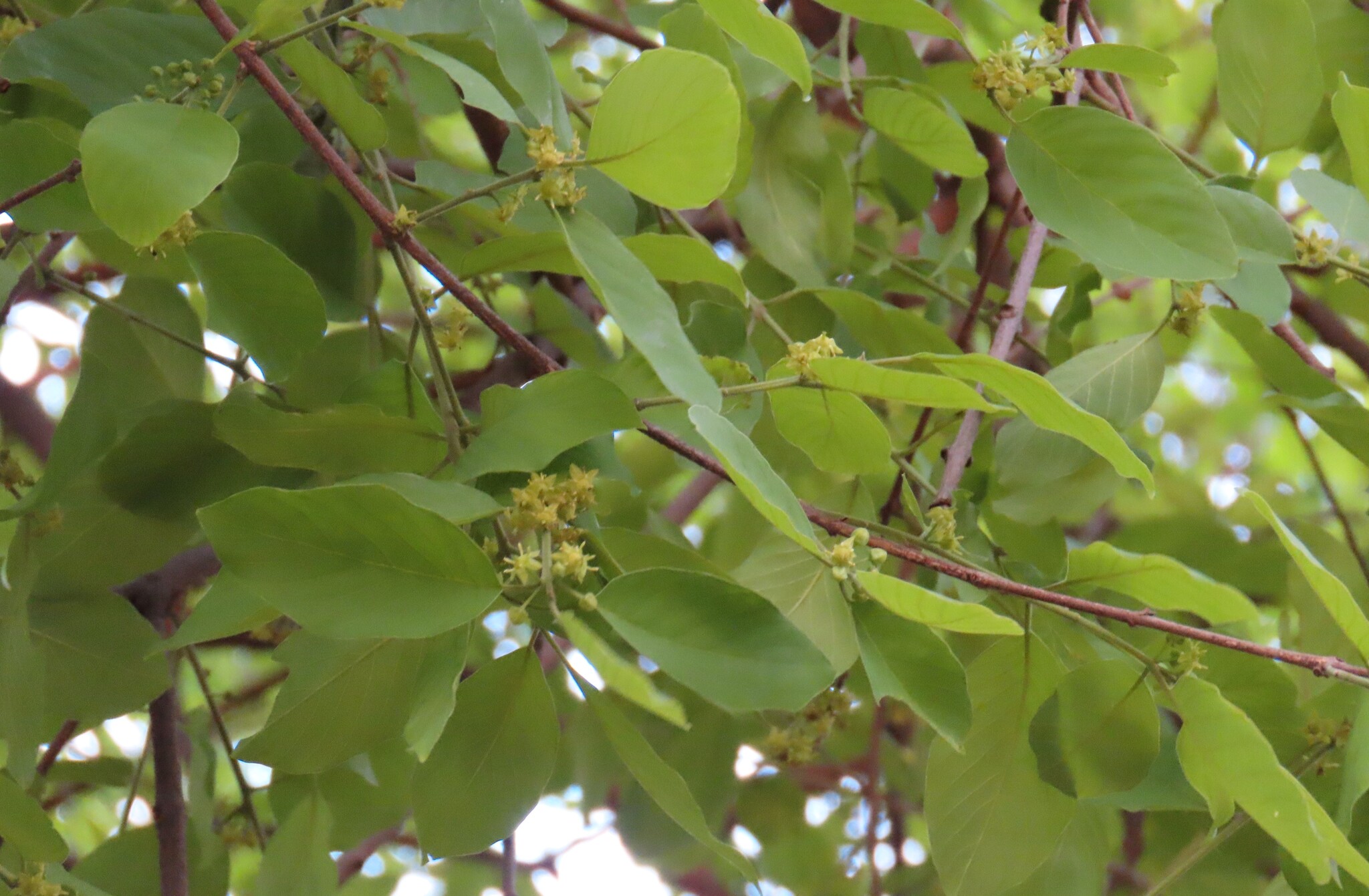 Brown Ivory (Phyllogeiton discolor)