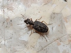 Scopodes