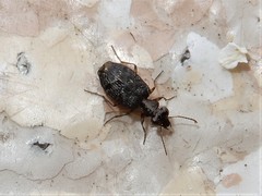Scopodes