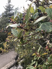 Magnoliopsida