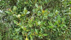 Clusia criuva
