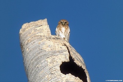 Glaucidium brasilianum