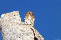 Glaucidium brasilianum