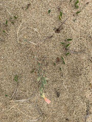 Oenothera mollissima